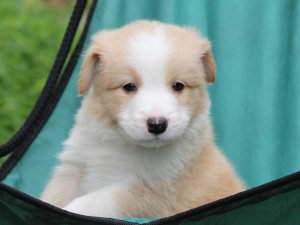 ボーダーコリー子犬、レッド＆ホワイト、男の子(オス)、2016年04月26日生れ、神奈川県ブリーダー、ID9952。お顔3