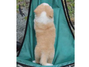 ボーダーコリー子犬、レッド＆ホワイト、男の子(オス)、2016年04月26日生れ、神奈川県ブリーダー、ID9952。背中