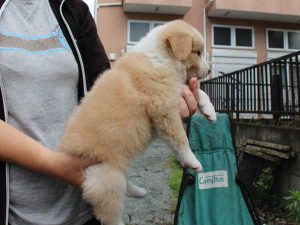 ボーダーコリー子犬、レッド＆ホワイト、男の子(オス)、2016年04月26日生れ、神奈川県ブリーダー、ID9952。右側面
