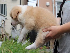 ボーダーコリー子犬、レッド＆ホワイト、男の子(オス)、2016年04月26日生れ、神奈川県ブリーダー、ID9952。左側面
