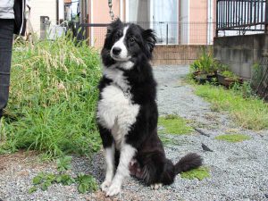 ボーダーコリー子犬、2016年4月26日生れ、8頭兄弟姉妹、神奈川県ブリーダー、母犬、ブラック＆ホワイト、2枚目