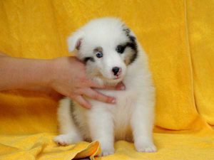 シェットランドシープドッグ（シェルティー）子犬、ブルーマール、男の子（オス、牡、Male）、2016年05月01日生れ、栃木県ブリーダー、ID9976。正面（おすわり2）