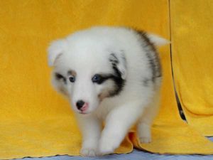 シェットランドシープドッグ（シェルティー）子犬、ブルーマール、男の子（オス、牡、Male）、2016年05月01日生れ、栃木県ブリーダー、ID9976。正面（あんよ）