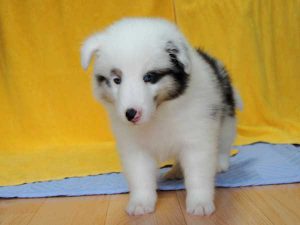 シェットランドシープドッグ（シェルティー）子犬、ブルーマール、男の子（オス、牡、Male）、2016年05月01日生れ、栃木県ブリーダー、ID9976。正面（立ち姿）