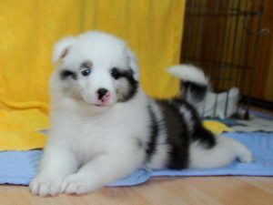 シェットランドシープドッグ（シェルティー）子犬、ブルーマール、男の子（オス、牡、Male）、2016年05月01日生れ、栃木県ブリーダー、ID9976。正面（フセ2）