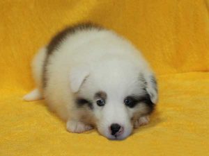 シェットランドシープドッグ（シェルティー）子犬、ブルーマール、男の子（オス、牡、Male）、2016年05月01日生れ、栃木県ブリーダー、ID9976。正面（フセ）