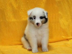 シェットランドシープドッグ（シェルティー）子犬、ブルーマール、男の子（オス、牡、Male）、2016年05月01日生れ、栃木県ブリーダー、ID9976。正面（おすわり）