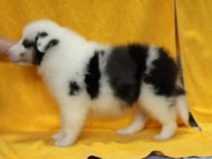 シェットランドシープドッグ（シェルティー）子犬、ブルーマール、男の子（オス、牡、Male）、2016年05月01日生れ、栃木県ブリーダー、ID9976。左側面