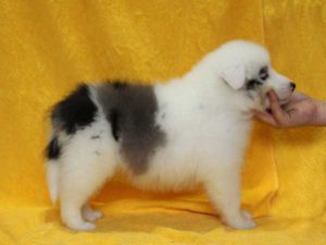 シェットランドシープドッグ（シェルティー）子犬、ブルーマール、男の子（オス、牡、Male）、2016年05月01日生れ、栃木県ブリーダー、ID9976。右側面