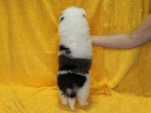 シェットランドシープドッグ（シェルティー）子犬、ブルーマール、男の子（オス、牡、Male）、2016年05月01日生れ、栃木県ブリーダー、ID9976。背中