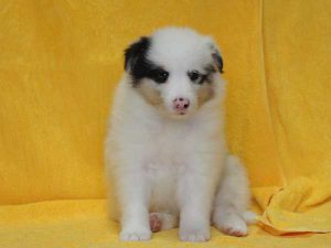 シェットランドシープドッグ（シェルティー）子犬、ブルーマール、女の子（メス、牝、Female）、2016年05月01日生れ、栃木県ブリーダー、ID9977。正面、おすわり