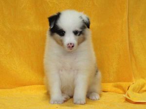 シェットランドシープドッグ（シェルティー）子犬、ブルーマール、女の子（メス、牝、Female）、2016年05月01日生れ、栃木県ブリーダー、ID9977。正面、おすわり2