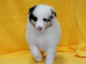 シェットランドシープドッグ（シェルティー）子犬、ブルーマール、女の子（メス、牝、Female）、2016年05月01日生れ、栃木県ブリーダー、ID9977。正面