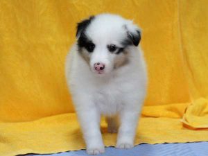 シェットランドシープドッグ（シェルティー）子犬、ブルーマール、女の子（メス、牝、Female）、2016年05月01日生れ、栃木県ブリーダー、ID9977。立ち姿