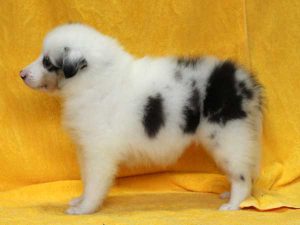 シェットランドシープドッグ（シェルティー）子犬、ブルーマール、女の子（メス、牝、Female）、2016年05月01日生れ、栃木県ブリーダー、ID9977。左側面