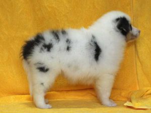 シェットランドシープドッグ（シェルティー）子犬、ブルーマール、女の子（メス、牝、Female）、2016年05月01日生れ、栃木県ブリーダー、ID9977。右側面