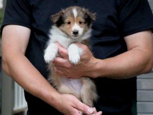 シェットランドシープドッグ（シェルティー）子犬、セーブル＆ホワイト、男の子（オス、牡、Male）、2016年05月01日生れ、東京都ブリーダー、ID9987。だっこ