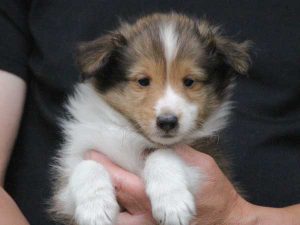 シェットランドシープドッグ（シェルティー）子犬、セーブル＆ホワイト、男の子（オス、牡、Male）、2016年05月01日生れ、東京都ブリーダー、ID9987。お顔2