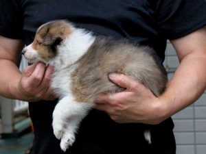 シェットランドシープドッグ（シェルティー）子犬、セーブル＆ホワイト、男の子（オス、牡、Male）、2016年05月01日生れ、東京都ブリーダー、ID9987。左側面