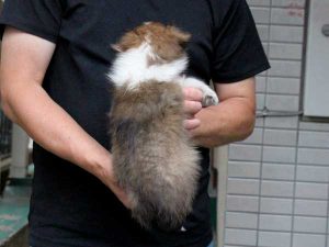 シェットランドシープドッグ（シェルティー）子犬、セーブル＆ホワイト、男の子（オス、牡、Male）、2016年05月01日生れ、東京都ブリーダー、ID9987。背中