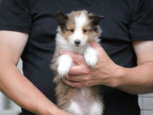 シェットランドシープドッグ（シェルティー）子犬、セーブル＆ホワイト、男の子（オス、牡、Male）、2016年05月01日生れ、東京都ブリーダー、ID9988。だっこ