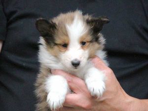 シェットランドシープドッグ（シェルティー）子犬、セーブル＆ホワイト、男の子（オス、牡、Male）、2016年05月01日生れ、東京都ブリーダー、ID9988。お顔2