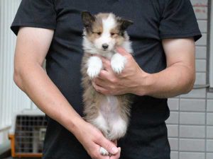 シェットランドシープドッグ（シェルティー）子犬、セーブル＆ホワイト、男の子（オス、牡、Male）、2016年05月01日生れ、東京都ブリーダー、ID9988。だっこ2