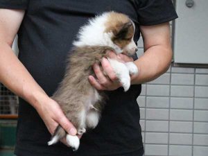 シェットランドシープドッグ（シェルティー）子犬、セーブル＆ホワイト、男の子（オス、牡、Male）、2016年05月01日生れ、東京都ブリーダー、ID9988。右側面