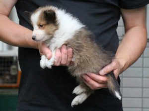 シェットランドシープドッグ（シェルティー）子犬、セーブル＆ホワイト、男の子（オス、牡、Male）、2016年05月01日生れ、東京都ブリーダー、ID9988。左側面