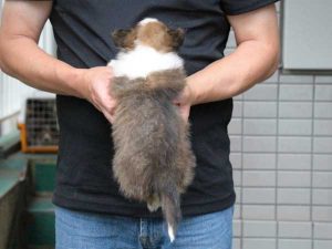 シェットランドシープドッグ（シェルティー）子犬、セーブル＆ホワイト、男の子（オス、牡、Male）、2016年05月01日生れ、東京都ブリーダー、ID9988。背中