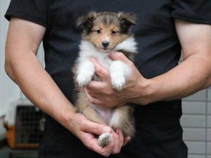 シェットランドシープドッグ（シェルティー）子犬、セーブル＆ホワイト、女の子（メス、牝、Female）、2016年05月01日生れ、東京都ブリーダー、ID9989。だっこ2