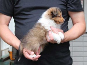 シェットランドシープドッグ（シェルティー）子犬、セーブル＆ホワイト、女の子（メス、牝、Female）、2016年05月01日生れ、東京都ブリーダー、ID9989。右側面