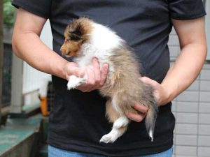 シェットランドシープドッグ（シェルティー）子犬、セーブル＆ホワイト、女の子（メス、牝、Female）、2016年05月01日生れ、東京都ブリーダー、ID9989。左側面