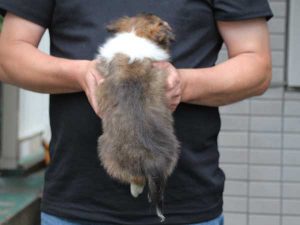 シェットランドシープドッグ（シェルティー）子犬、セーブル＆ホワイト、女の子（メス、牝、Female）、2016年05月01日生れ、東京都ブリーダー、ID9989。背中