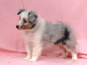 シェットランドシープドッグ（シェルティー）子犬、男の子（オス）、ブルーマール、2016年05月01日生れ、神奈川県ブリーダー、ID10010。左側面
