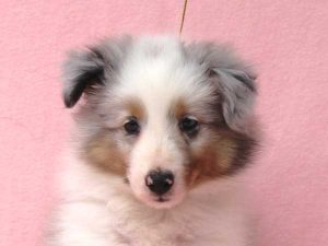 シェットランドシープドッグ（シェルティー）子犬、男の子（オス）、ブルーマール、2016年05月01日生れ、神奈川県ブリーダー、ID10010。お顔2