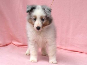 シェットランドシープドッグ（シェルティー）子犬、男の子（オス）、ブルーマール、2016年05月01日生れ、神奈川県ブリーダー、ID10010。立ち姿
