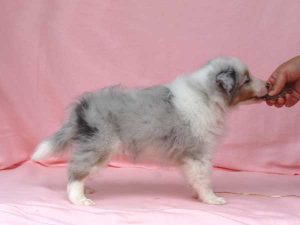 シェットランドシープドッグ（シェルティー）子犬、男の子（オス）、ブルーマール、2016年05月01日生れ、神奈川県ブリーダー、ID10010。右側面