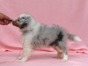 シェットランドシープドッグ（シェルティー）子犬、男の子（オス）、ブルーマール、2016年05月01日生れ、神奈川県ブリーダー、ID10010。左側面2