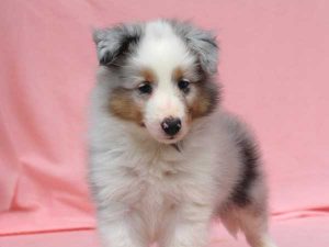 シェットランドシープドッグ（シェルティー）子犬、男の子（オス）、ブルーマール、2016年05月01日生れ、神奈川県ブリーダー、ID10010。立ち姿2