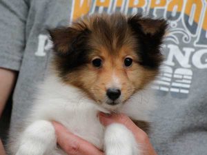 シェットランドシープドッグ（シェルティー）子犬、セーブル＆ホワイト、女の子（メス、牝、Female）、2016年05月01日生れ、東京都ブリーダー、ID9989。お顔2