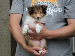 シェットランドシープドッグ（シェルティー）子犬、セーブル＆ホワイト、女の子（メス、牝、Female）、2016年05月01日生れ、東京都ブリーダー、ID9989。だっこ