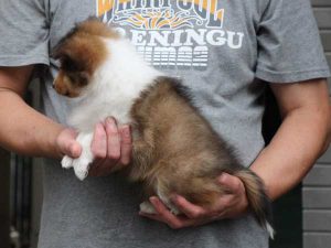 シェットランドシープドッグ（シェルティー）子犬、セーブル＆ホワイト、女の子（メス、牝、Female）、2016年05月01日生れ、東京都ブリーダー、ID9989。左側面