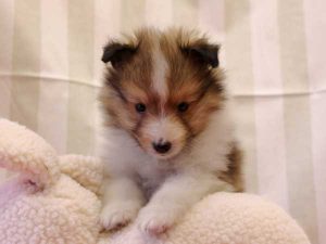 シェットランドシープドッグ（シェルティー）子犬、ミニシェルティーサイズ、男の子（オス）、セーブル＆ホワイト、2016年 3月 12日生れ、神奈川県ブリーダー、ＩＤ9828。正面6
