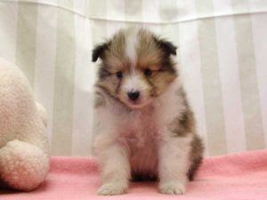 シェットランドシープドッグ（シェルティー）子犬、ミニシェルティーサイズ、男の子（オス）、セーブル＆ホワイト、2016年 3月 12日生れ、神奈川県ブリーダー、ＩＤ9828。正面4、おすわり