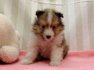 シェットランドシープドッグ（シェルティー）子犬、ミニシェルティーサイズ、男の子（オス）、セーブル＆ホワイト、2016年 3月 12日生れ、神奈川県ブリーダー、ＩＤ9828。正面5、おすわり2