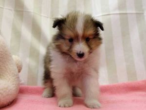 シェットランドシープドッグ（シェルティー）子犬、ミニシェルティーサイズ、男の子（オス）、セーブル＆ホワイト、2016年 3月 12日生れ、神奈川県ブリーダー、ＩＤ9828。正面3、立ち姿