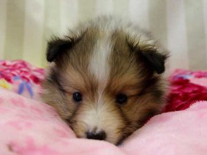 シェットランドシープドッグ（シェルティー）子犬、ミニシェルティーサイズ、男の子（オス）、セーブル＆ホワイト、2016年 3月 12日生れ、神奈川県ブリーダー、ＩＤ9828。正面7、お顔