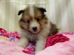 シェットランドシープドッグ（シェルティー）子犬、ミニシェルティーサイズ、男の子（オス）、セーブル＆ホワイト、2016年 3月 12日生れ、神奈川県ブリーダー、ＩＤ9828。正面2