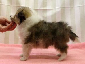 シェットランドシープドッグ（シェルティー）子犬、ミニシェルティーサイズ、男の子（オス）、セーブル＆ホワイト、2016年 3月 12日生れ、神奈川県ブリーダー、ＩＤ9828。左側面